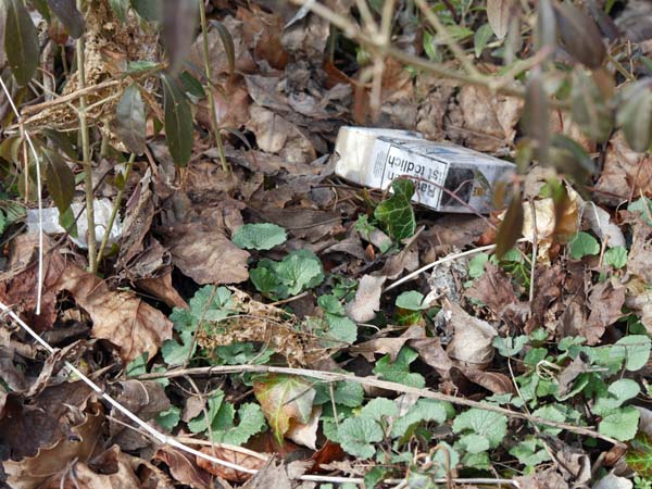 Bild Müll in der Natur